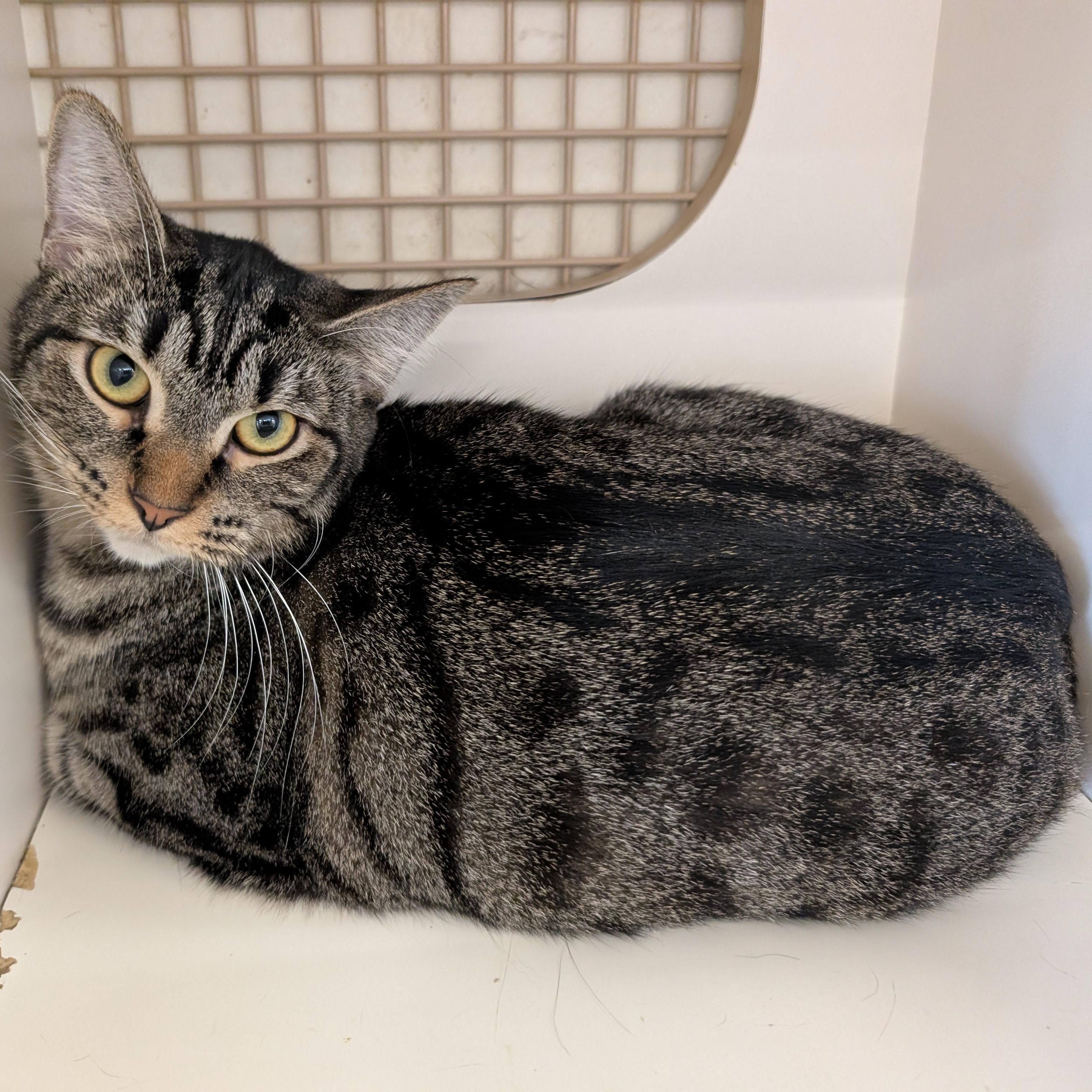 Enlarge Trudy - SPONSORED, a Adopted Domestic Short Hair in Fairview Heights, IL image 6/6