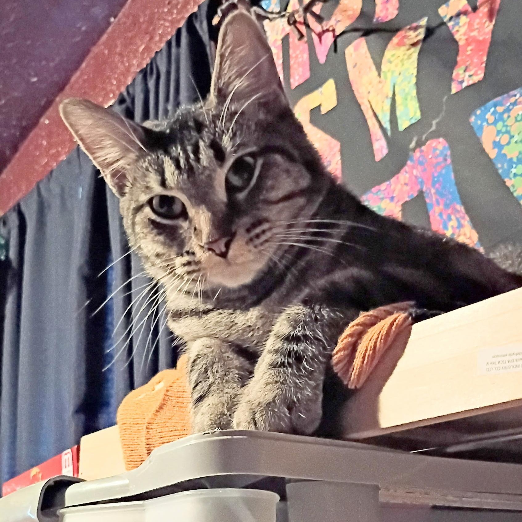 Enlarge Trudy - SPONSORED, a Adopted Domestic Short Hair in Fairview Heights, IL image 3/6