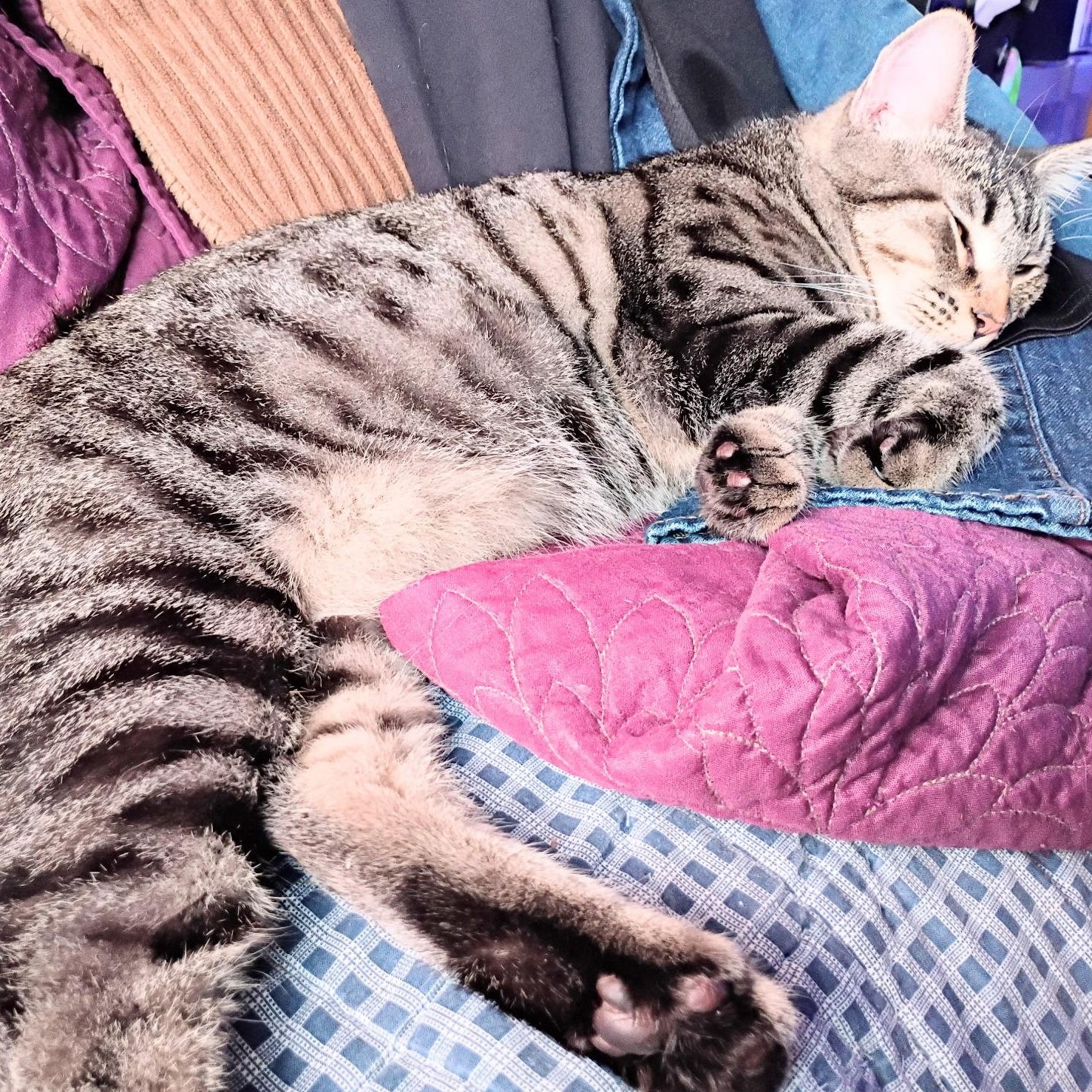 Enlarge Trudy - SPONSORED, a Adopted Domestic Short Hair in Fairview Heights, IL image 4/6