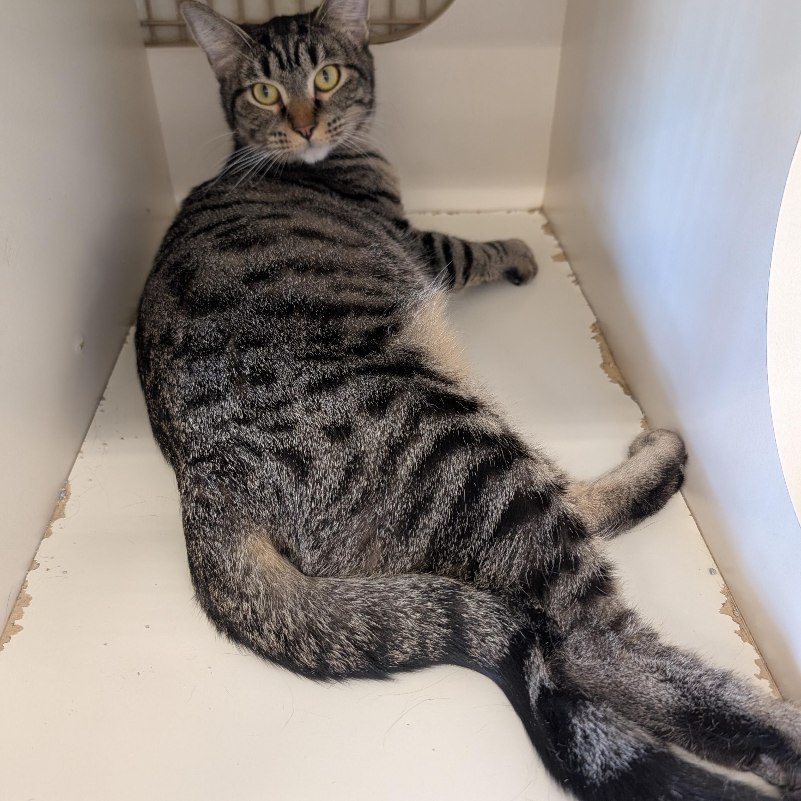 Trudy - SPONSORED, Adopted, Young Female Domestic Short Hair.