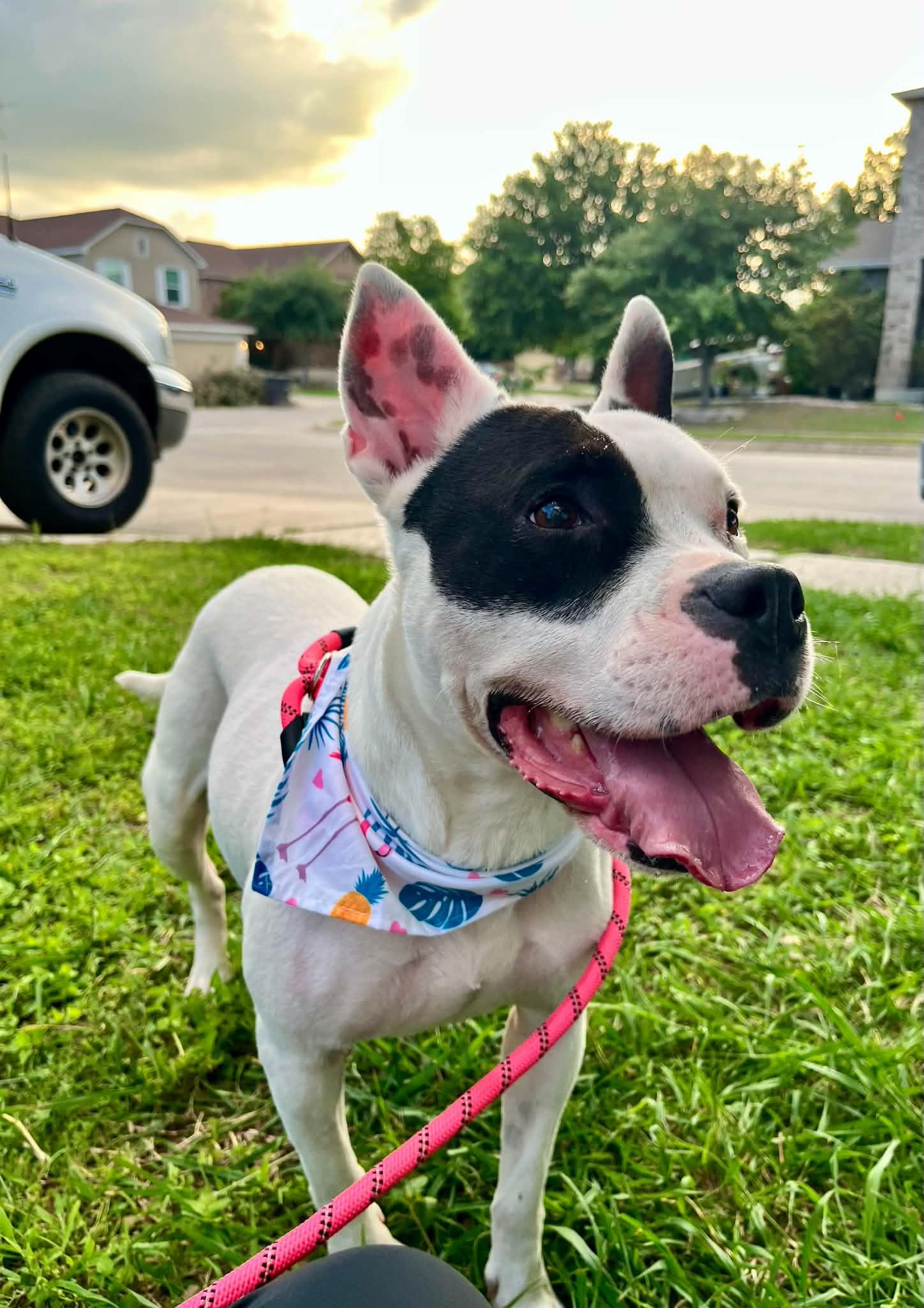 Enlarge Remy, a Adoptable mixed breed in Portland, OR image 6/6