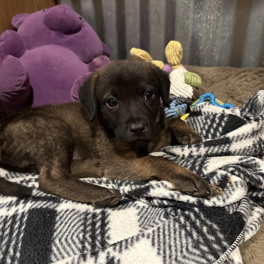 Kovu, Adoptable, Puppy Male Belgian Shepherd / Malinois & Mixed Breed.
