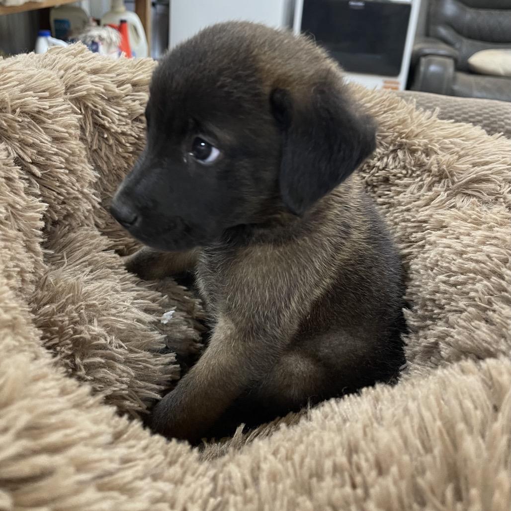 Enlarge Kovu, a Adoptable mixed breed in Dallas, TX image 2/6