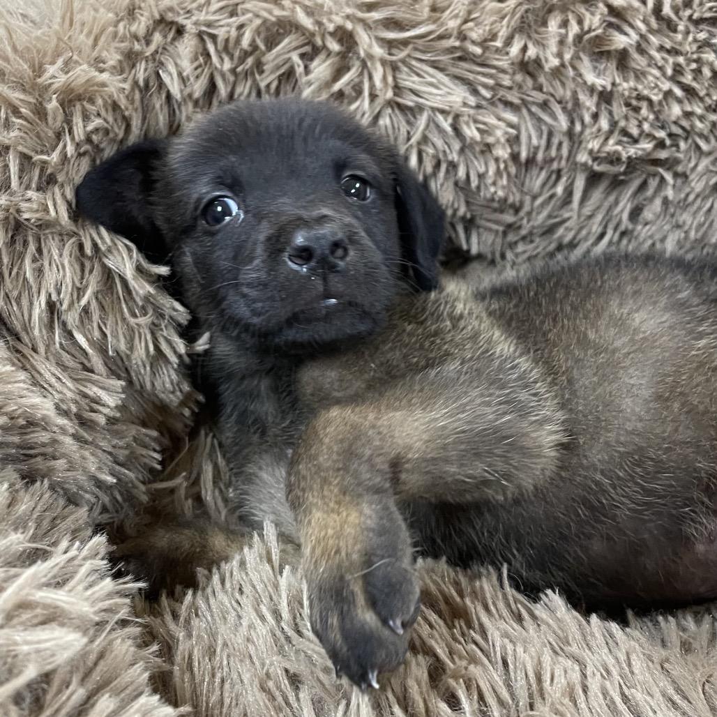 Enlarge Kovu, a Adoptable mixed breed in Dallas, TX image 3/6