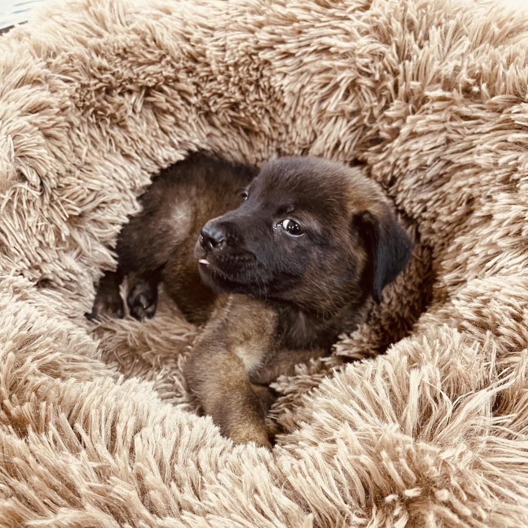 Enlarge Kovu, a Adoptable mixed breed in Dallas, TX image 4/6