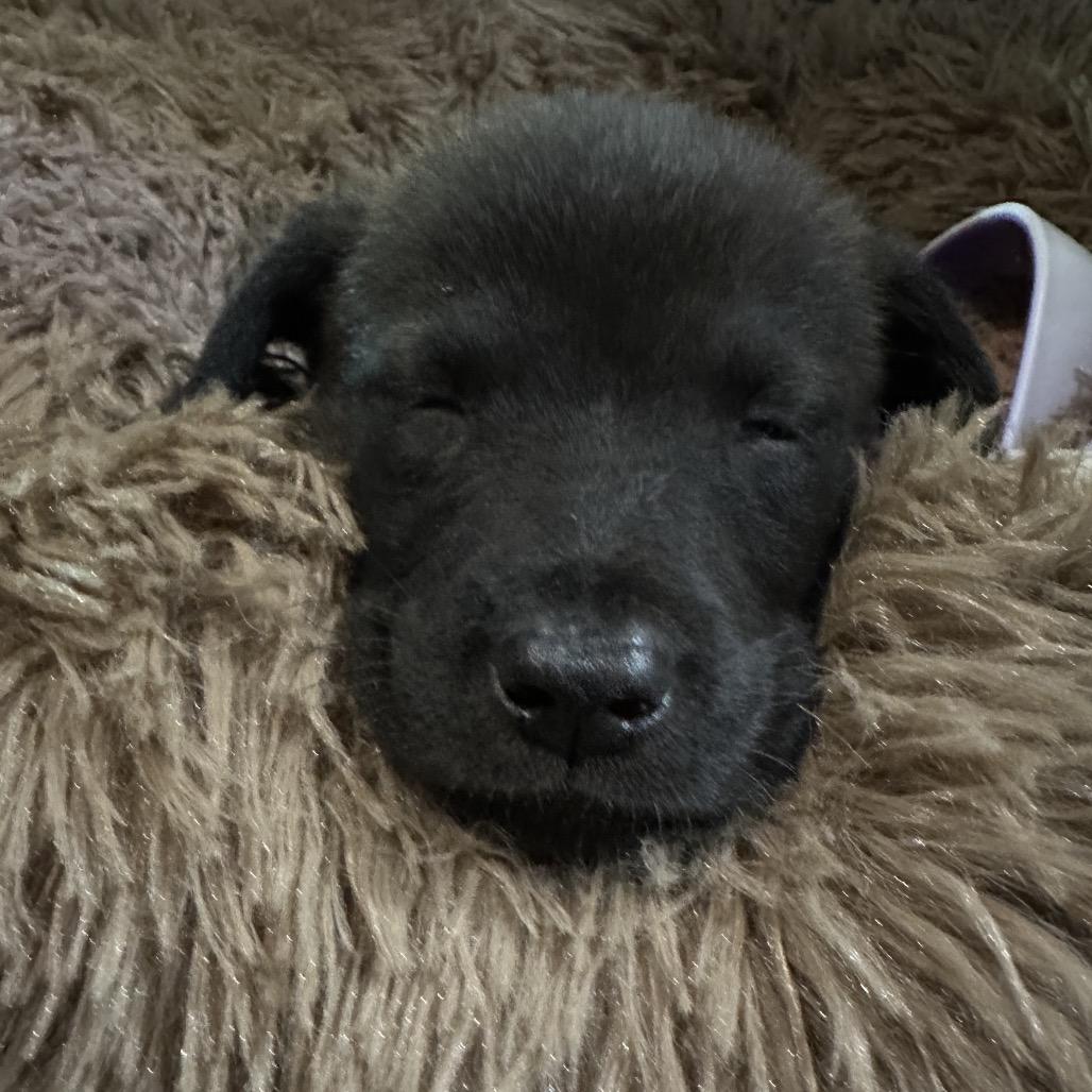 Enlarge Kovu, a Adoptable mixed breed in Dallas, TX image 5/6