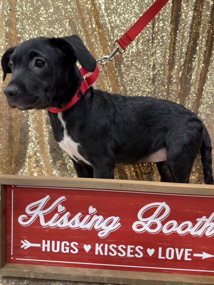 Gracie Lynne   (January Trio 2026), Adoptable, Puppy Female Pit Bull Terrier & American Staffordshire Terrier.