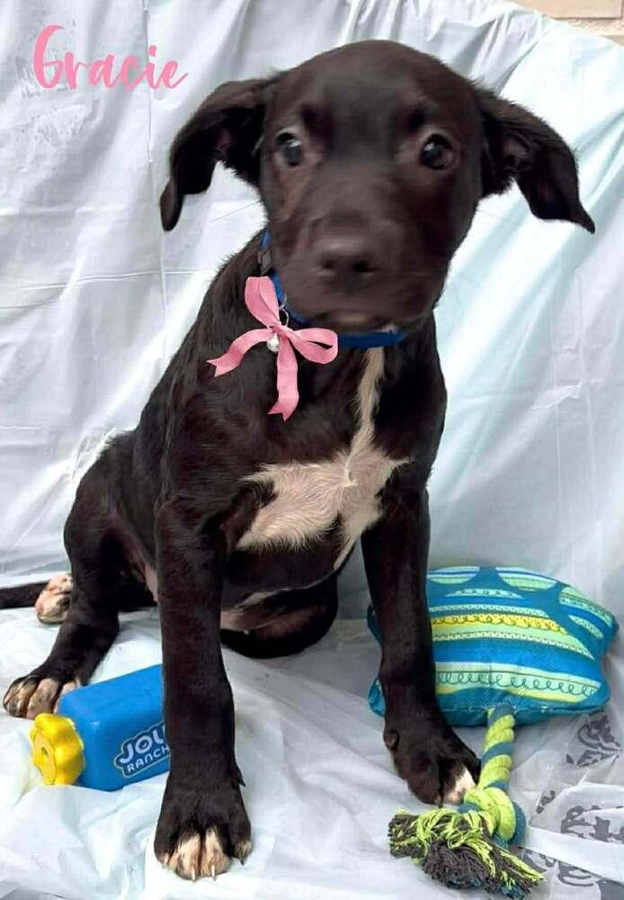 Enlarge Gracie Lynne   (January Trio 2026), a Adoptable mixed breed in Wenonah, NJ image 1/1