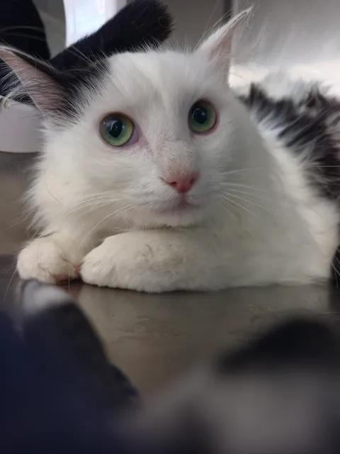 Bezel, Adoptable, Adult Male Domestic Long Hair.