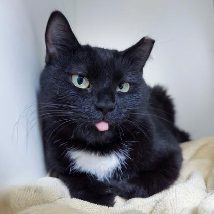 Enlarge Orca (Bashful Buddy), a Adoptable mixed breed in Wheaton, IL image 1/3