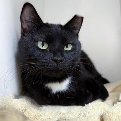 Enlarge Orca (Bashful Buddy), a Adoptable mixed breed in Wheaton, IL image 2/3