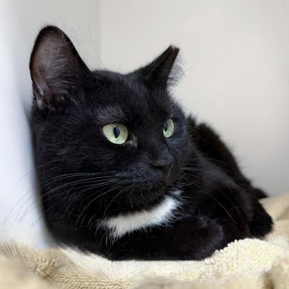 Enlarge Orca (Bashful Buddy), a Adoptable mixed breed in Wheaton, IL image 3/3