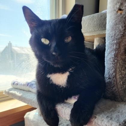 Enlarge Orca (Bashful Buddy), a Adoptable mixed breed in Wheaton, IL image 3/3