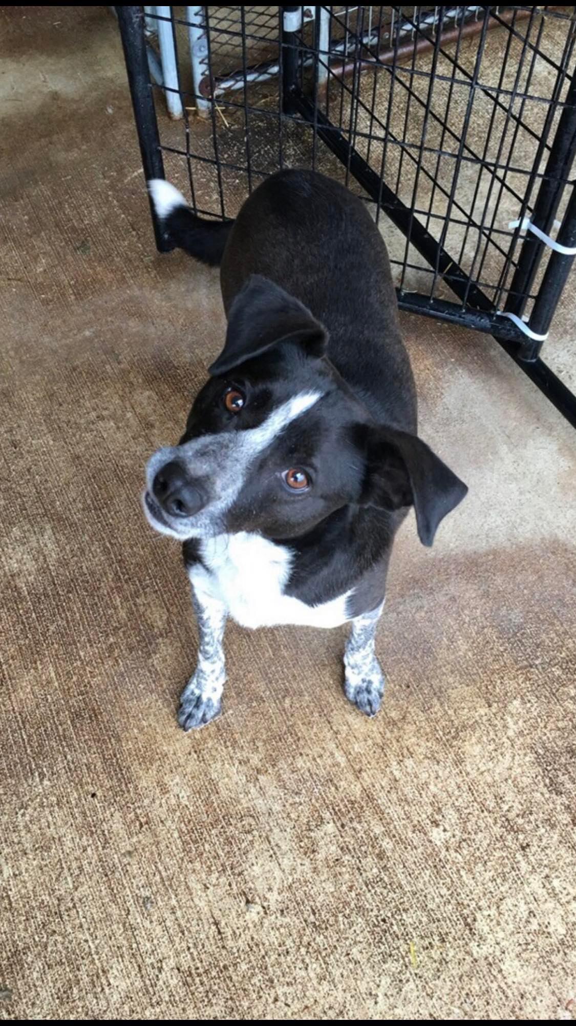 Rowdy, Adoptable, Adult Male Australian Cattle Dog / Blue Heeler.