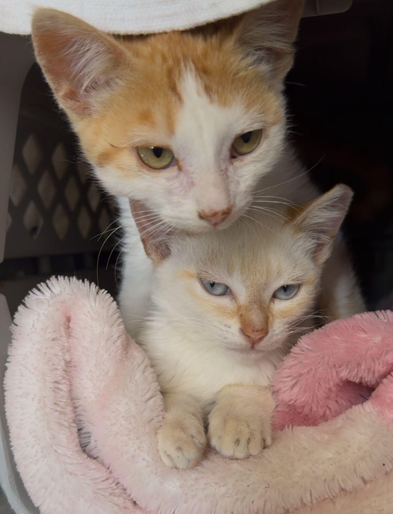 Haru, a Adopted Domestic Short Hair in San Francisco, CA image 2/4