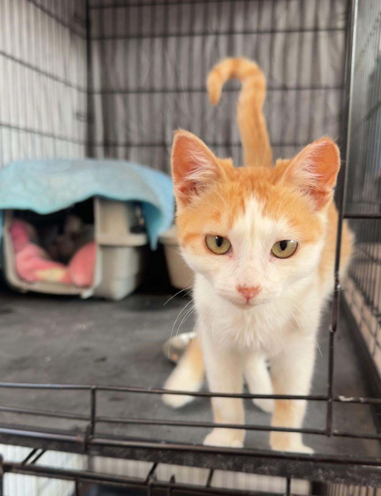 Haru, a Adopted Domestic Short Hair in San Francisco, CA image 1/4