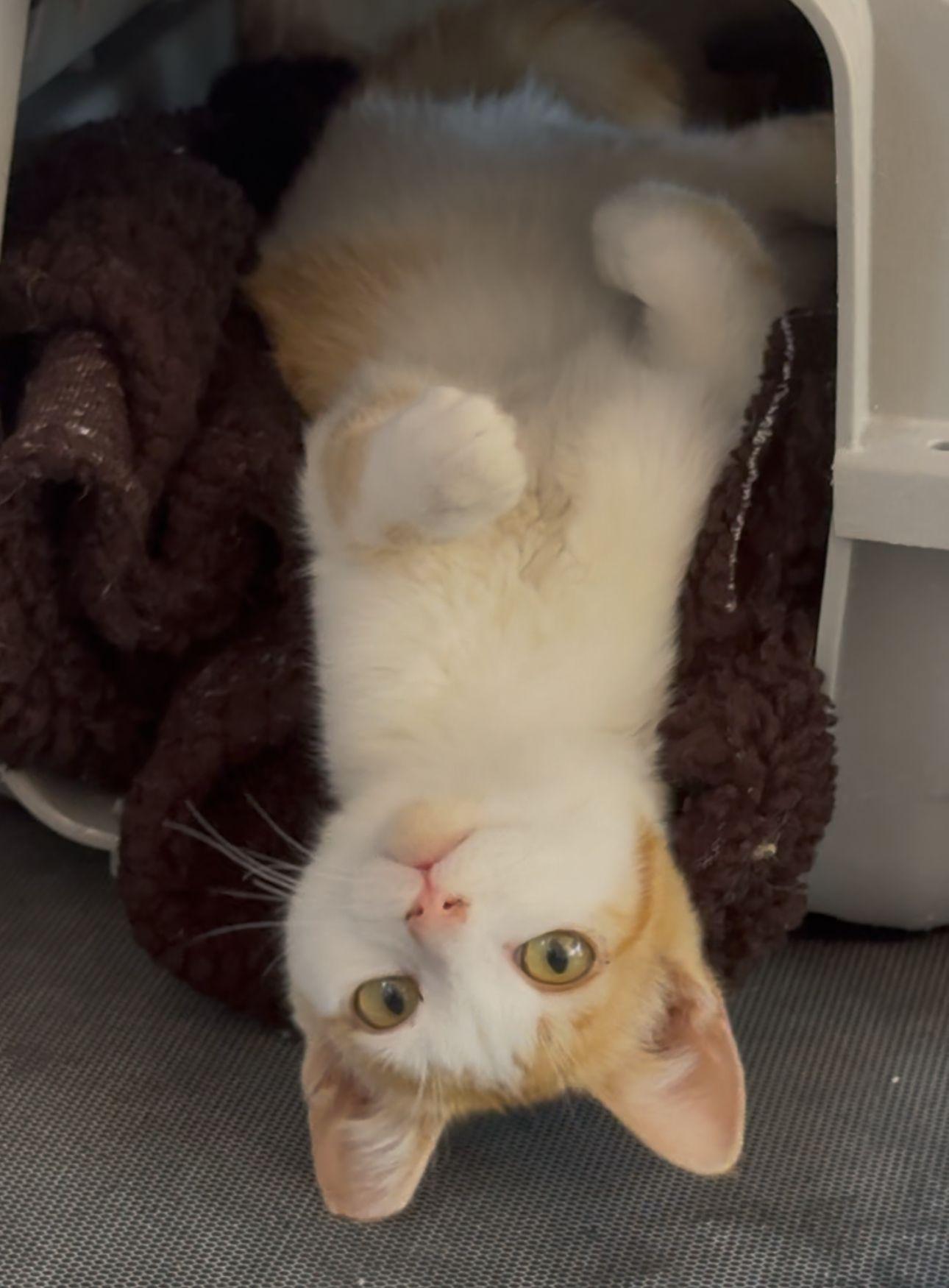 Haru, a Adopted Domestic Short Hair in San Francisco, CA image 3/4