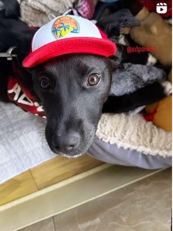 Storey, Adoptable, Young Male Labrador Retriever.