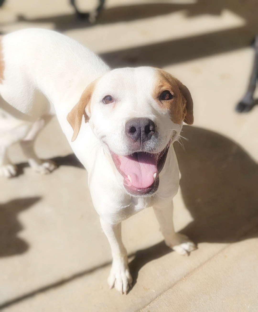 Honey, Adoptable, Young Female Cattle Dog & Pit Bull Terrier.