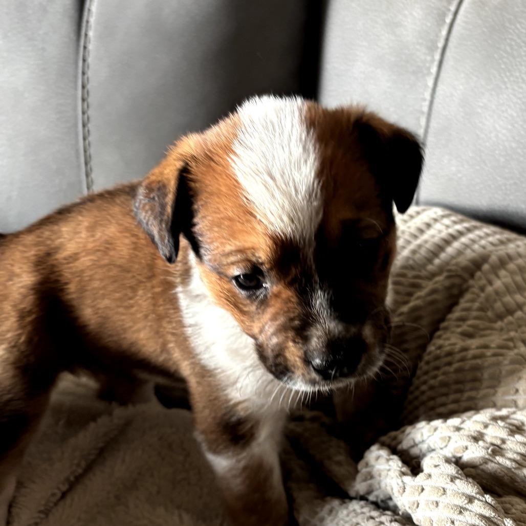 Enlarge Henna, a Adoptable Cattle Dog in Mount Pleasant, TX image 1/5