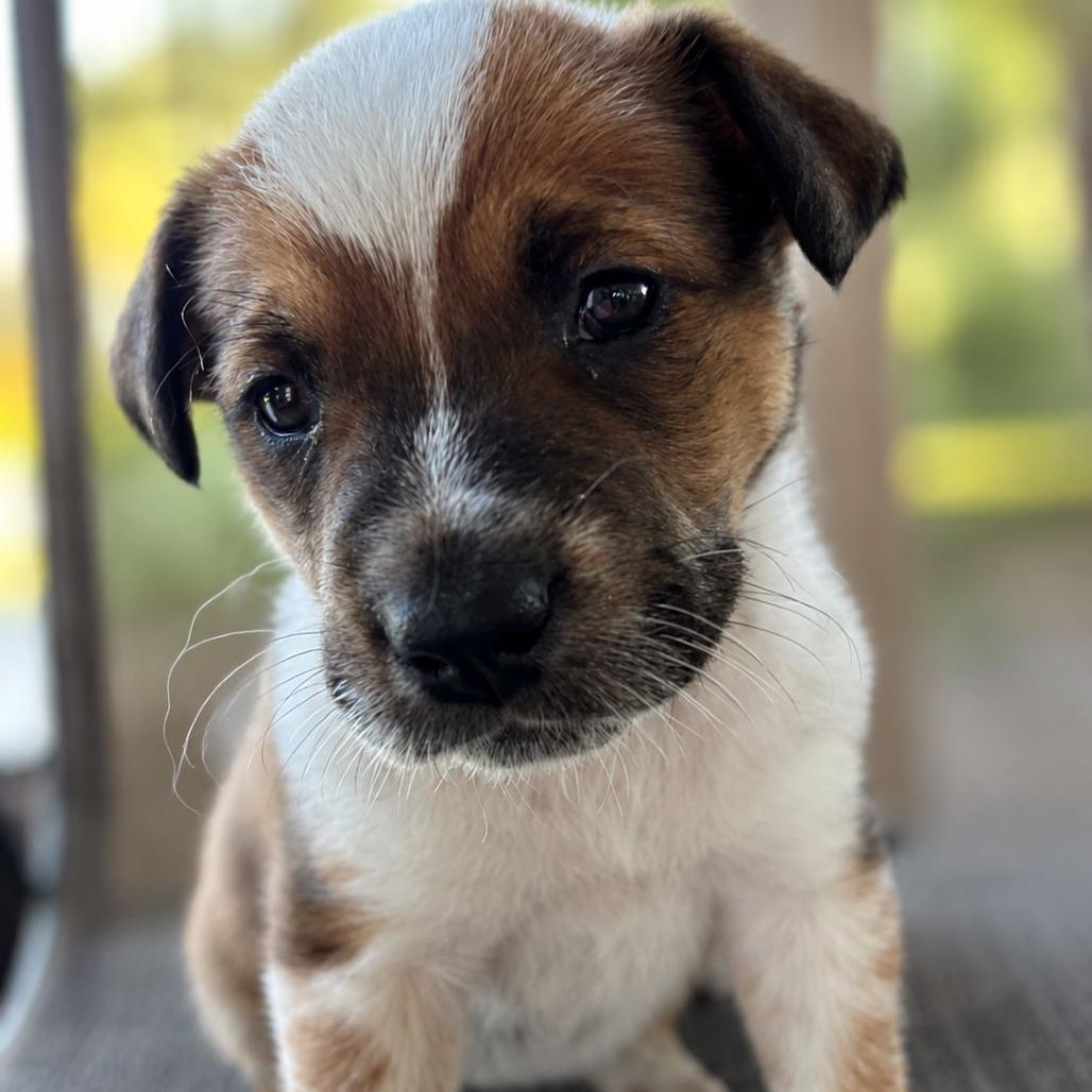 Enlarge Henna, a Adoptable Cattle Dog in Mount Pleasant, TX image 2/5