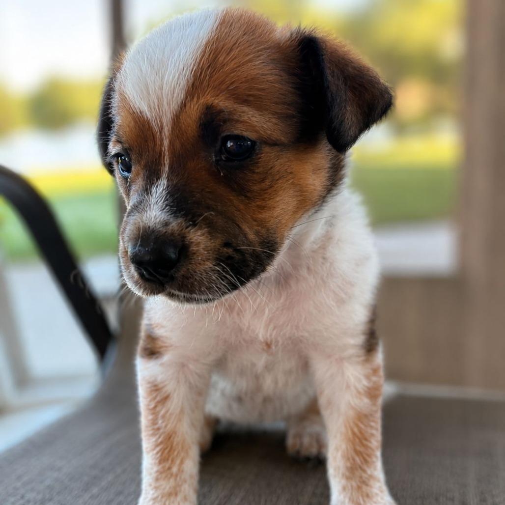 Enlarge Henna, a Adoptable Cattle Dog in Mount Pleasant, TX image 3/5