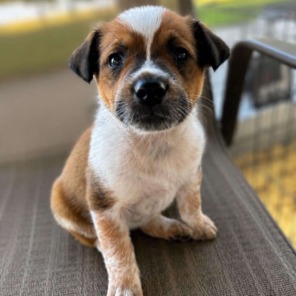 Enlarge Henna, a Adoptable Cattle Dog in Mount Pleasant, TX image 4/5