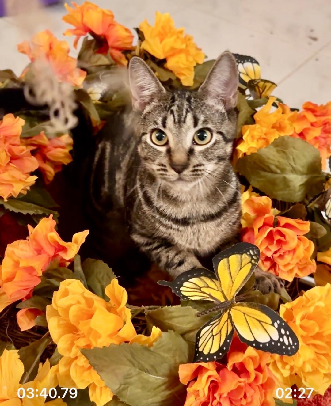 Forest & Hunter  thumbnail 2