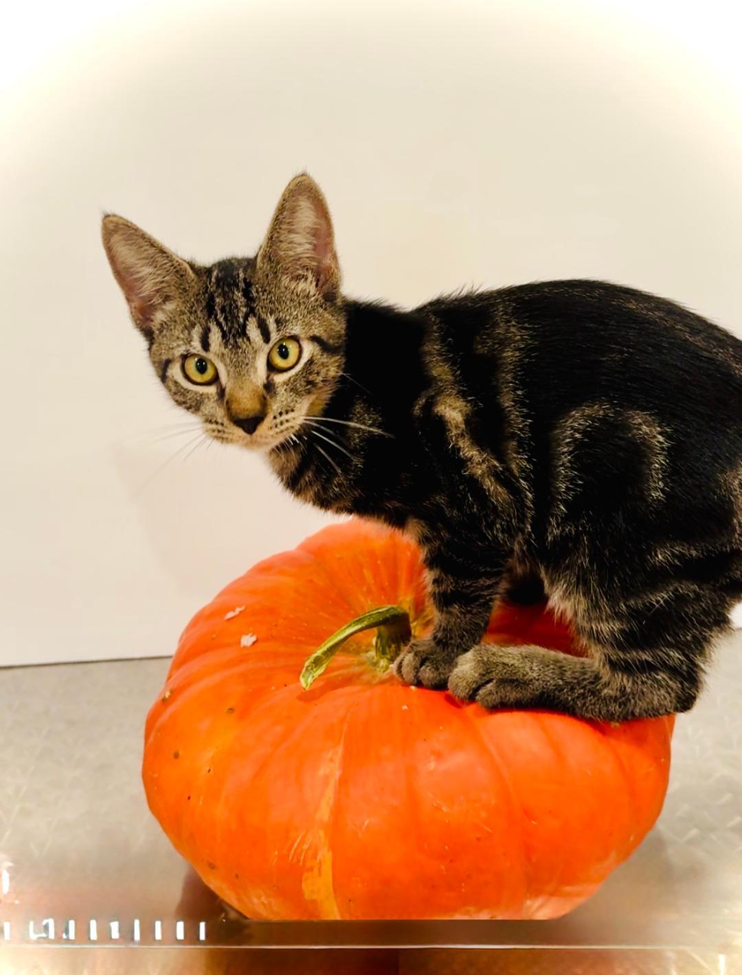 Forest & Hunter  thumbnail 4