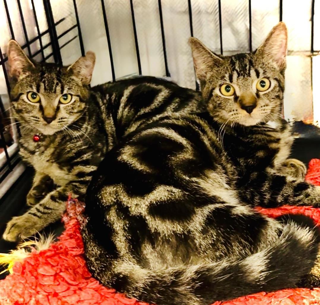 Forest & Hunter  thumbnail 5