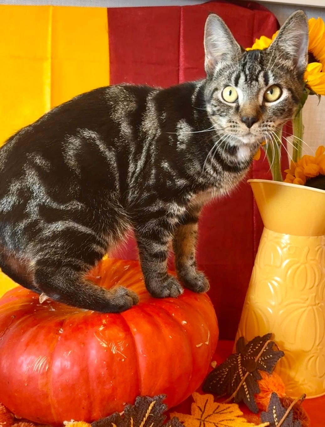 Forest & Hunter  thumbnail 6