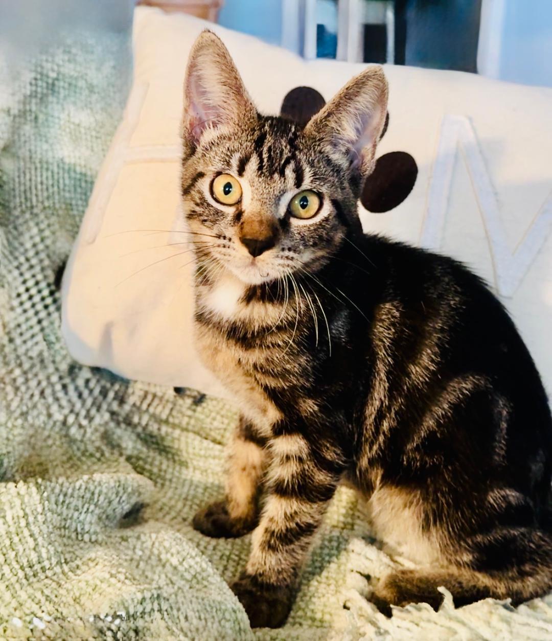 Forest & Hunter  thumbnail 7