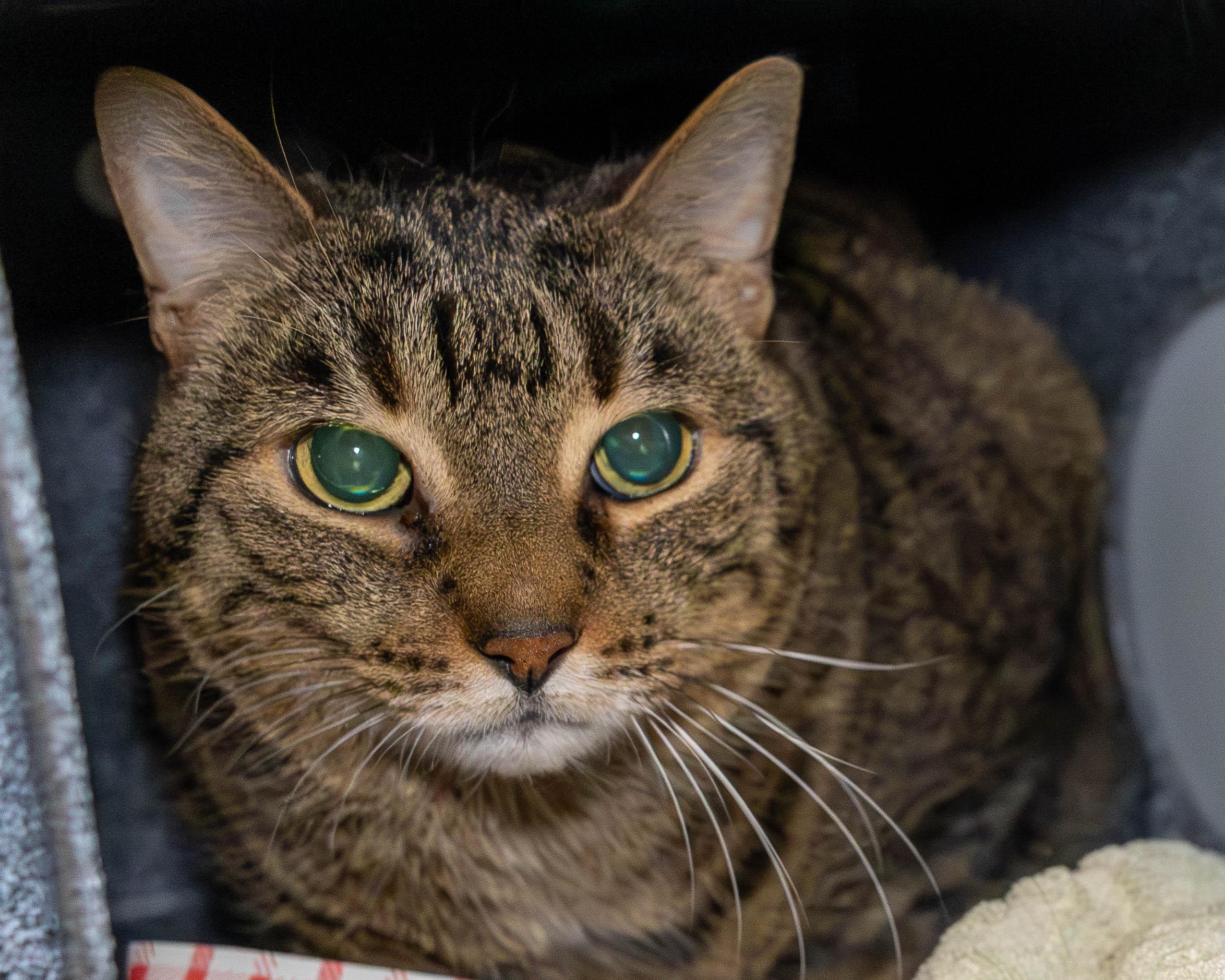 Ernesto, ADOPTABLE, Adult Male Domestic Short Hair.