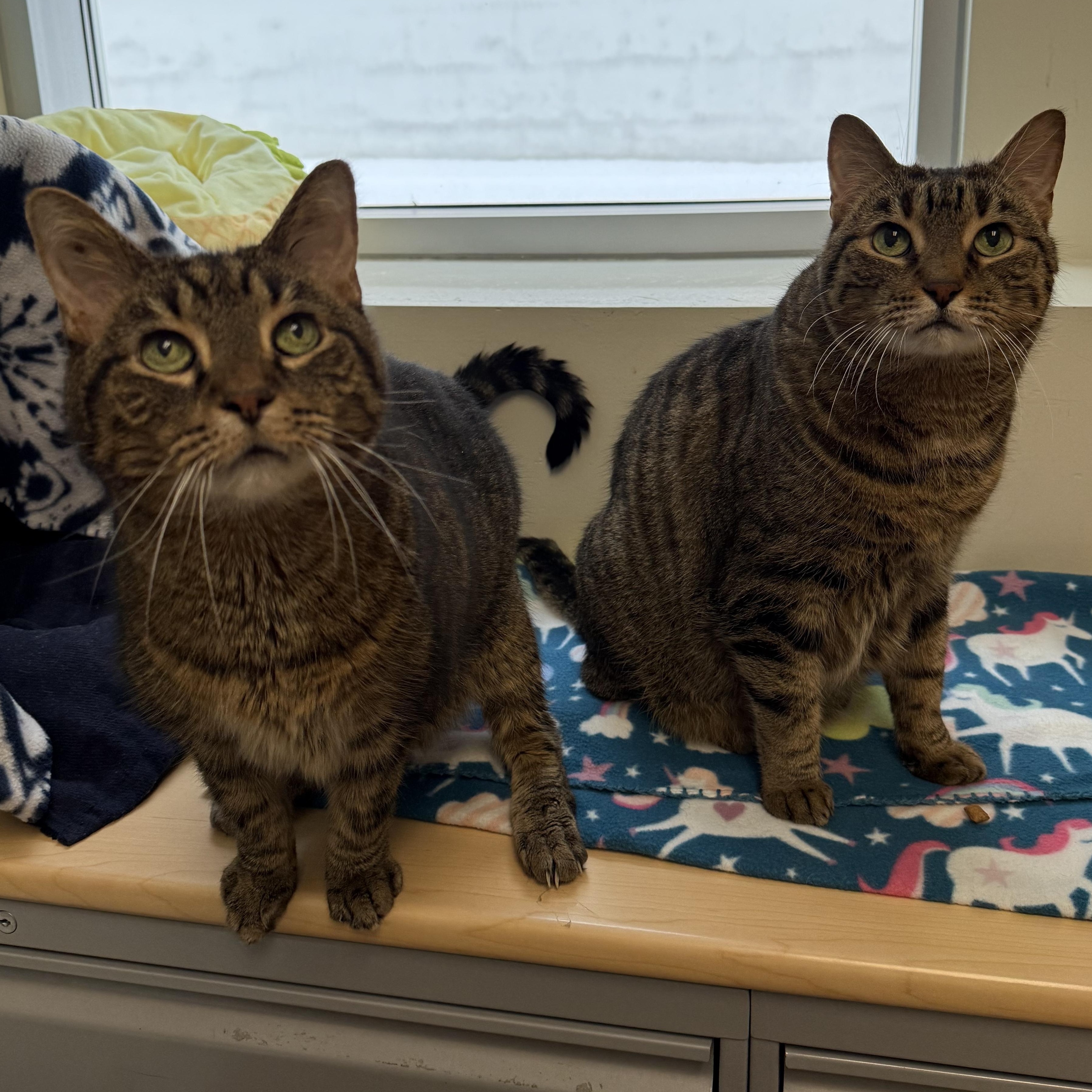 Enlarge Ernesto, a ADOPTABLE mixed breed in Chicago, IL image 2/4