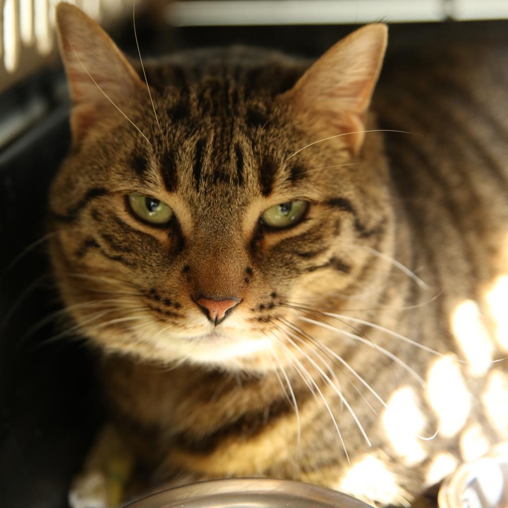 Ernesto, ADOPTABLE, Adult Male Domestic Short Hair.
