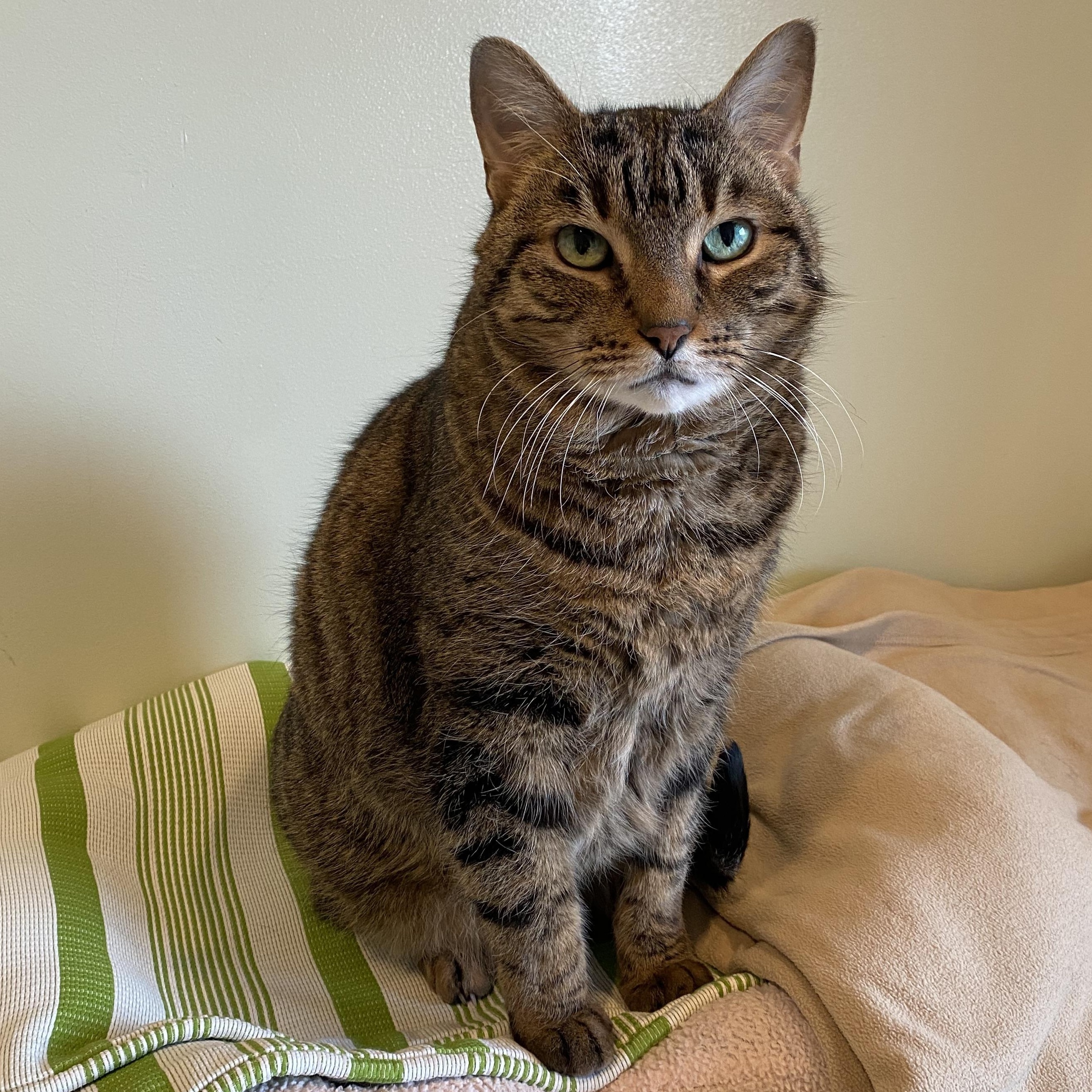 Enlarge Ernesto, a ADOPTABLE mixed breed in Chicago, IL image 3/4