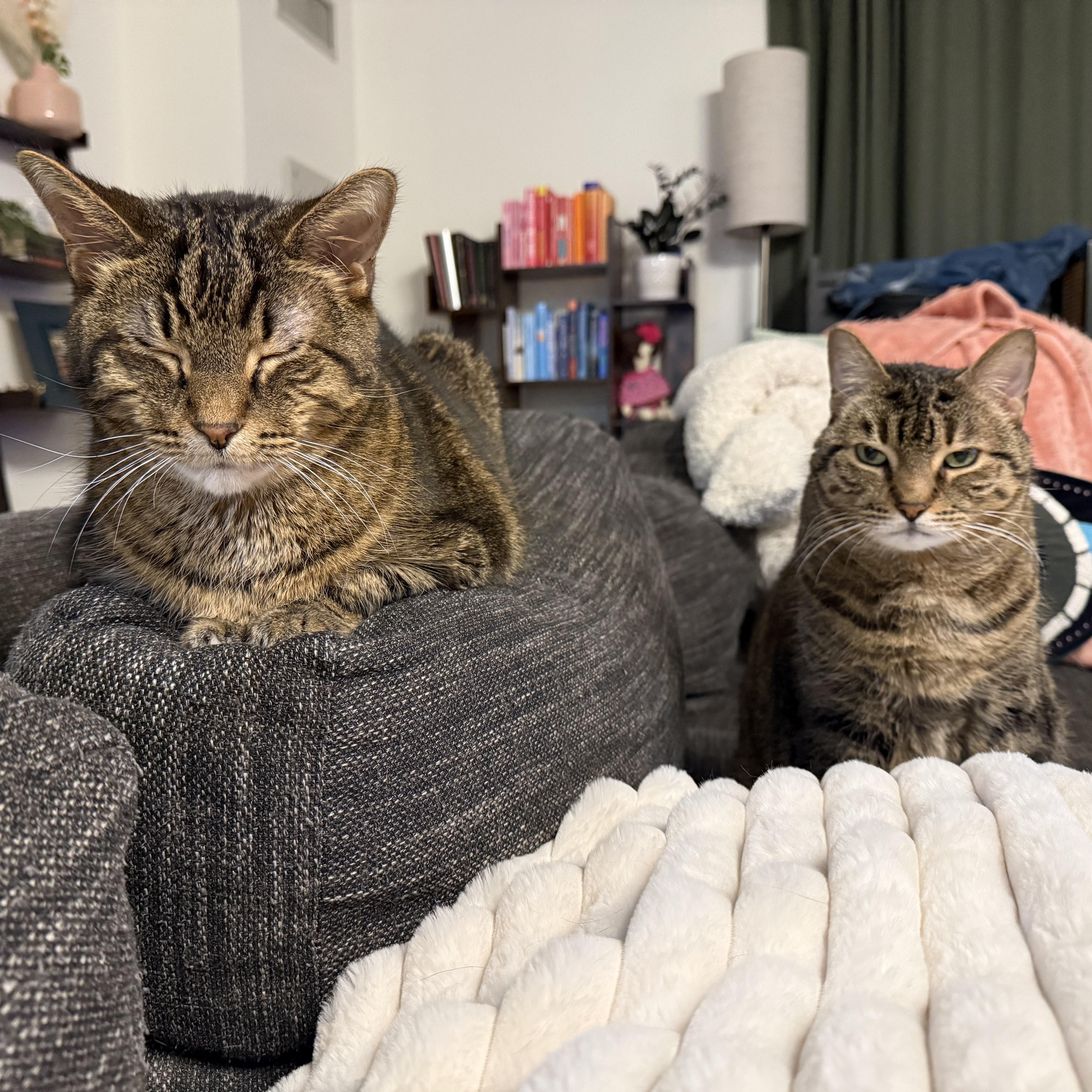 Enlarge Ernesto, a ADOPTABLE mixed breed in Chicago, IL image 4/4