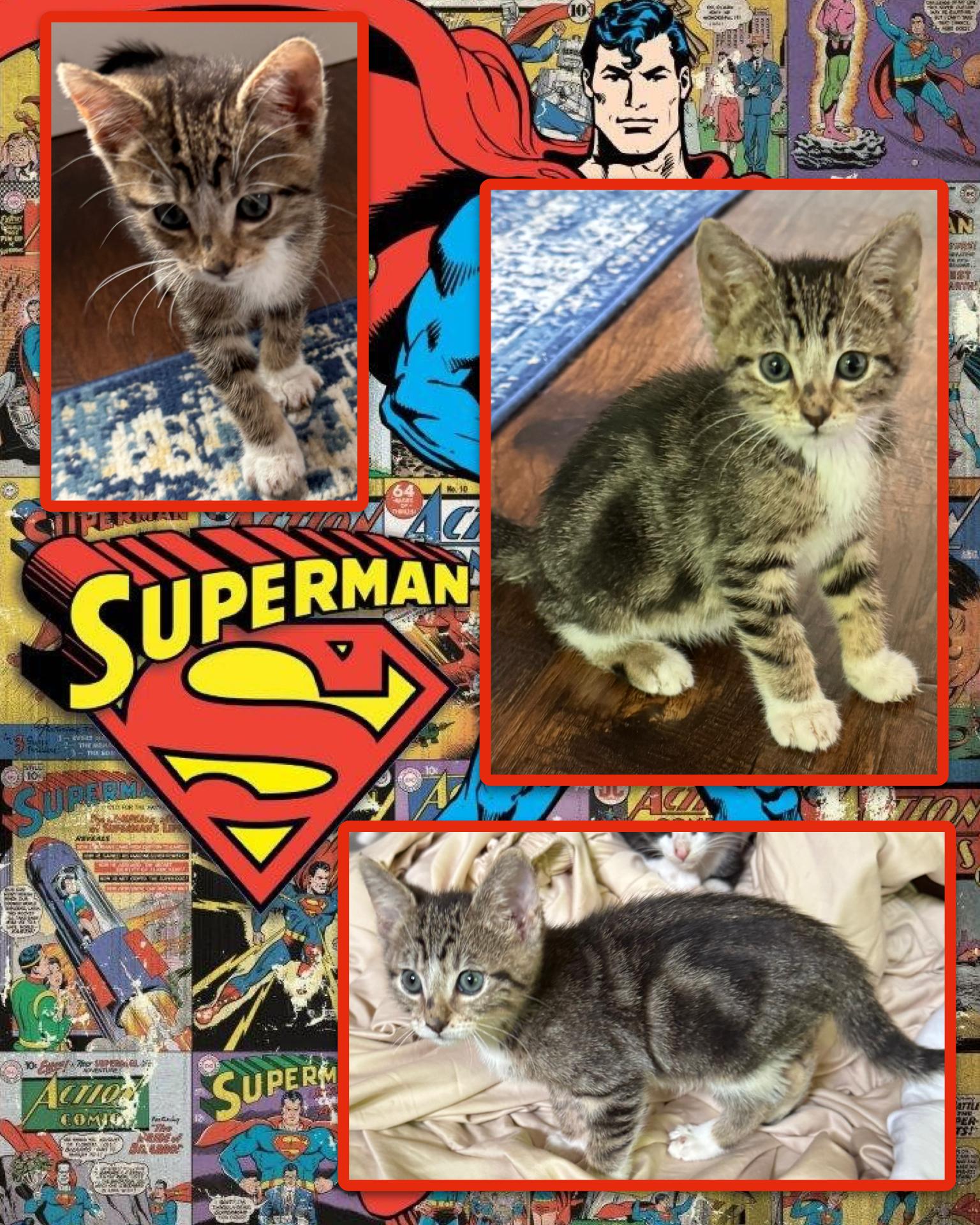Superman, adopted, Kitten Male Tabby.