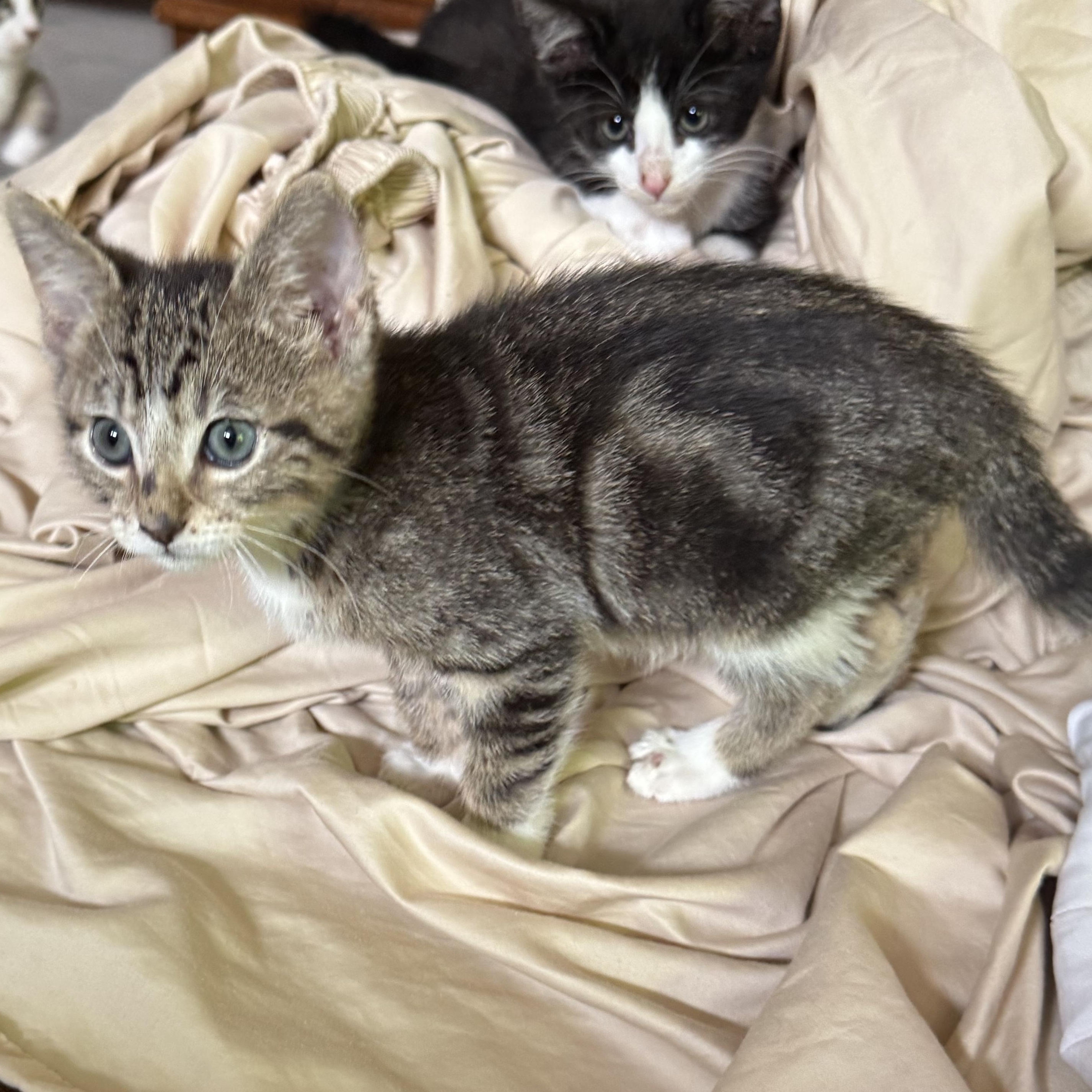 Enlarge Superman, an adopted Tabby in Pasco, WA image 2/5