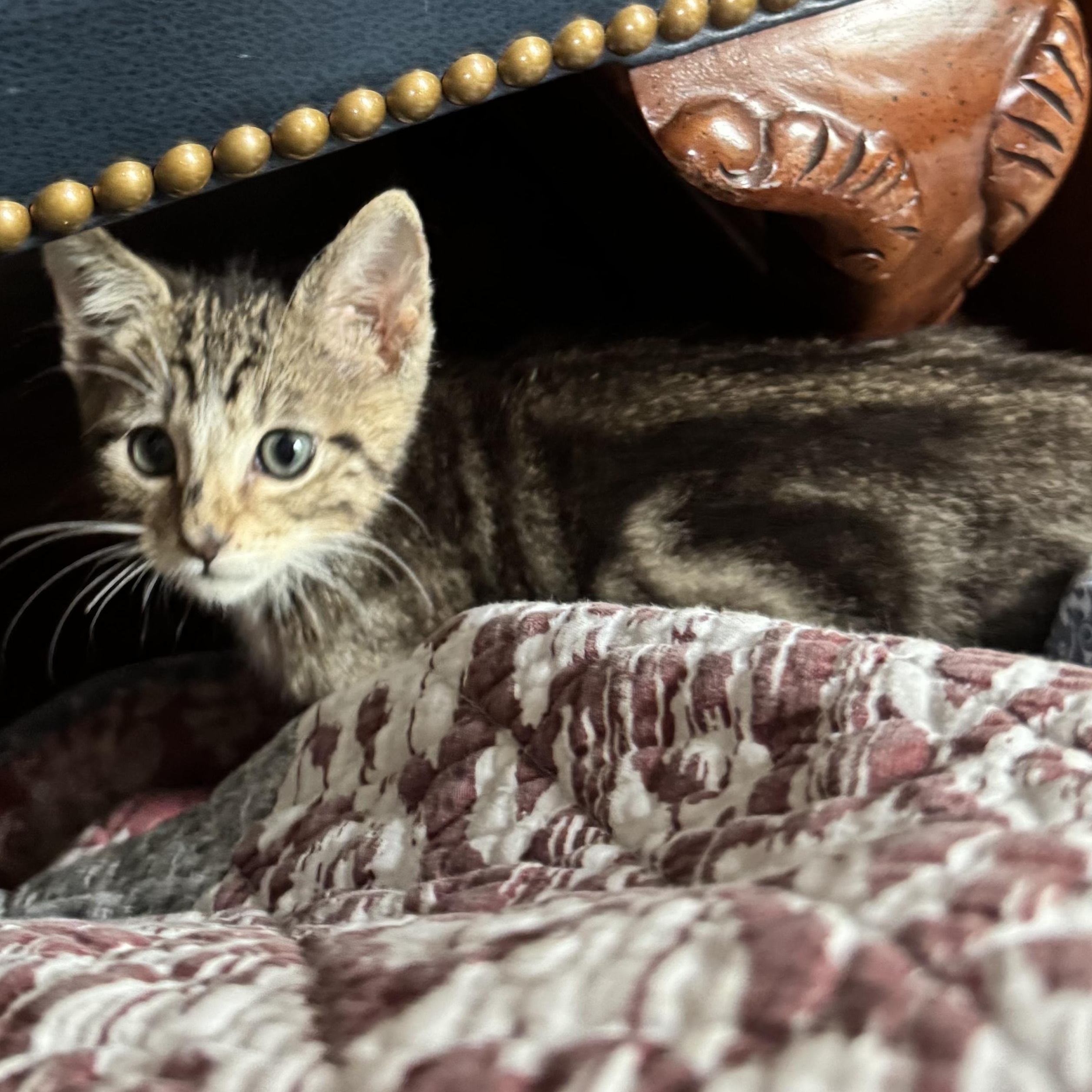 Enlarge Superman, an adopted Tabby in Pasco, WA image 5/5