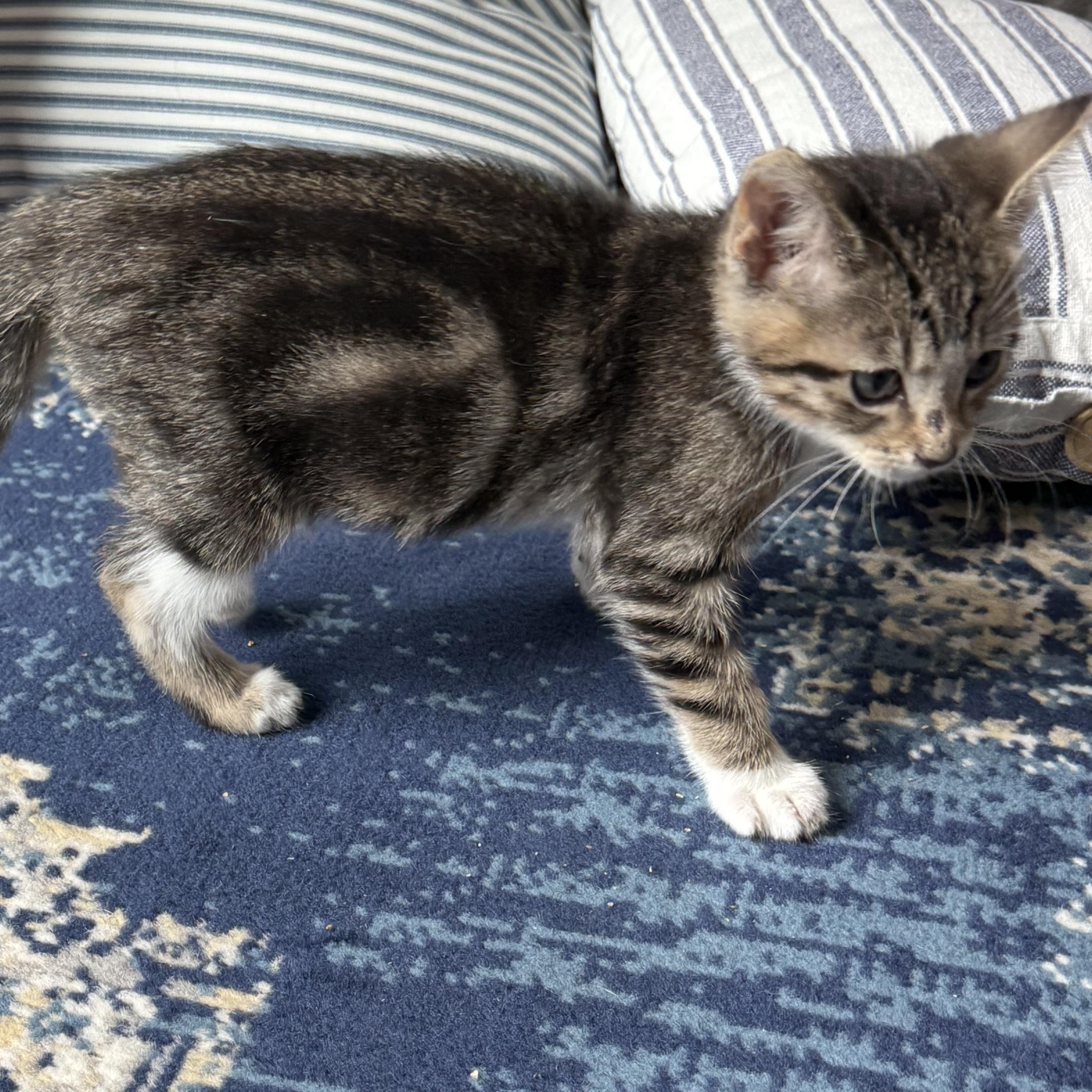 Enlarge Superman, an adopted Tabby in Pasco, WA image 3/5