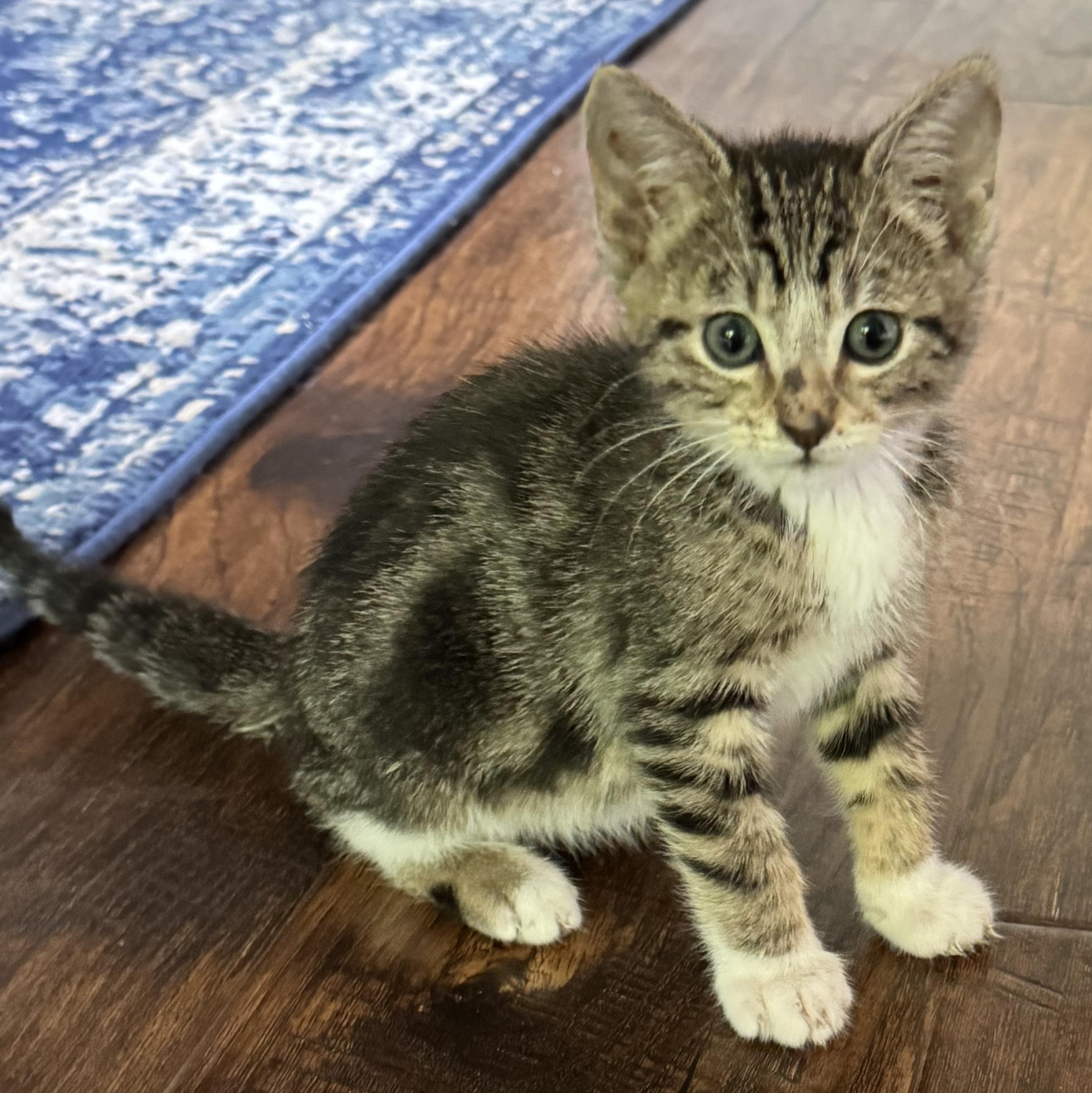 Enlarge Superman, an adopted Tabby in Pasco, WA image 4/5