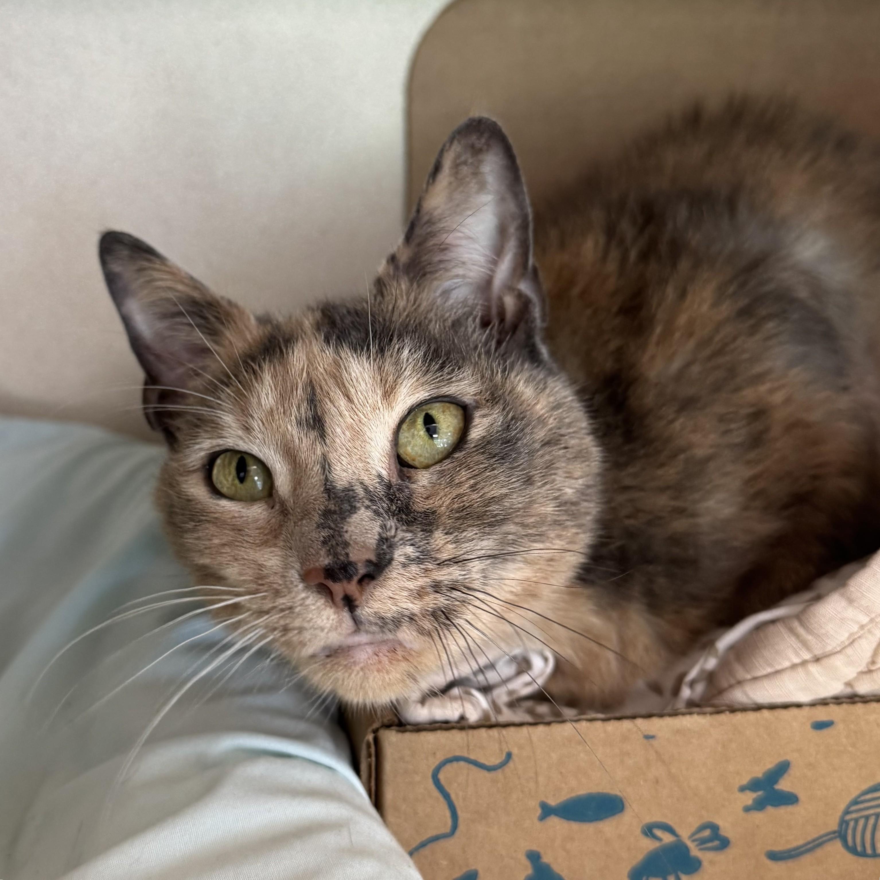 Enlarge Callista, a Adopted Domestic Short Hair in Eatontown, NJ image 5/6