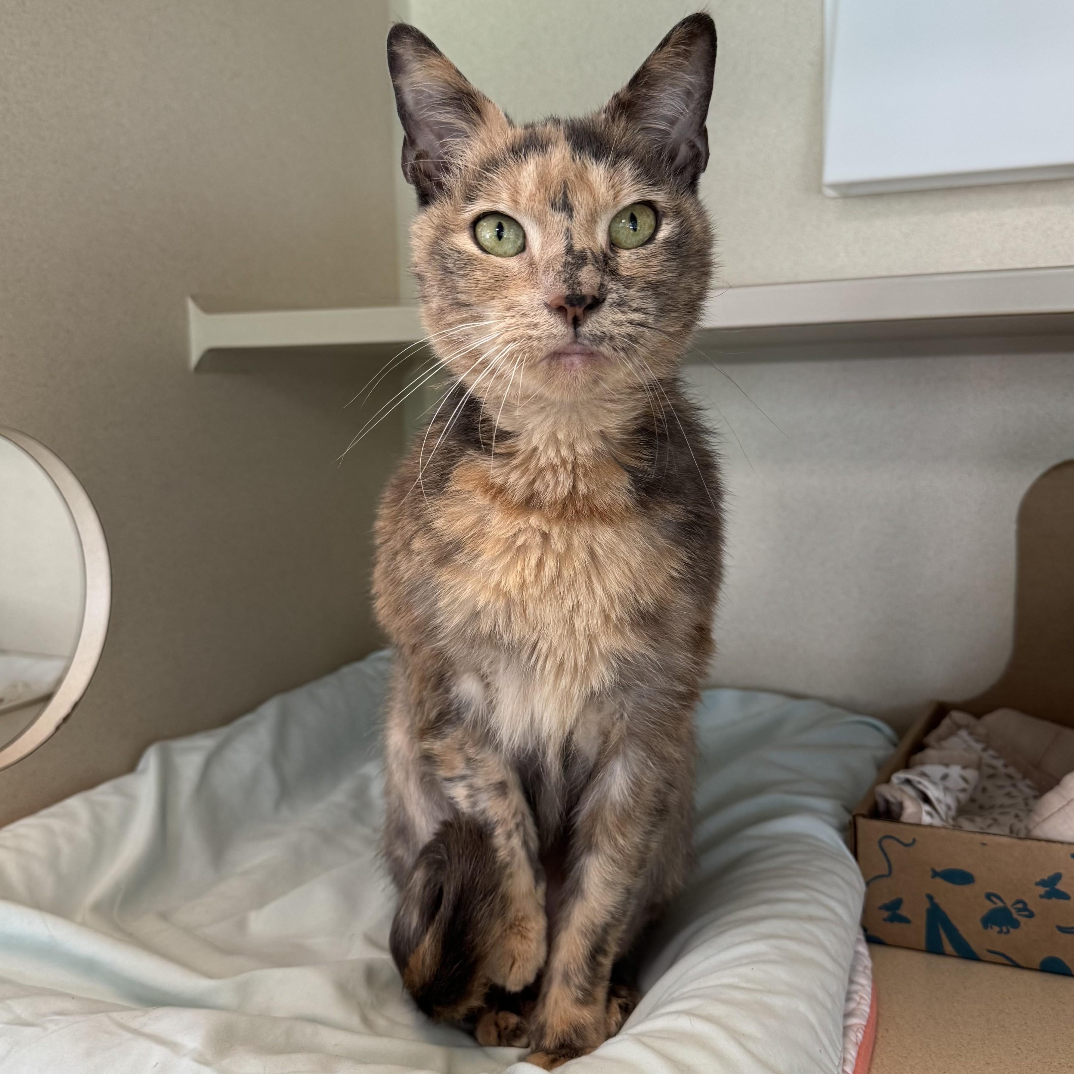 Enlarge Callista, a Adopted Domestic Short Hair in Eatontown, NJ image 6/6