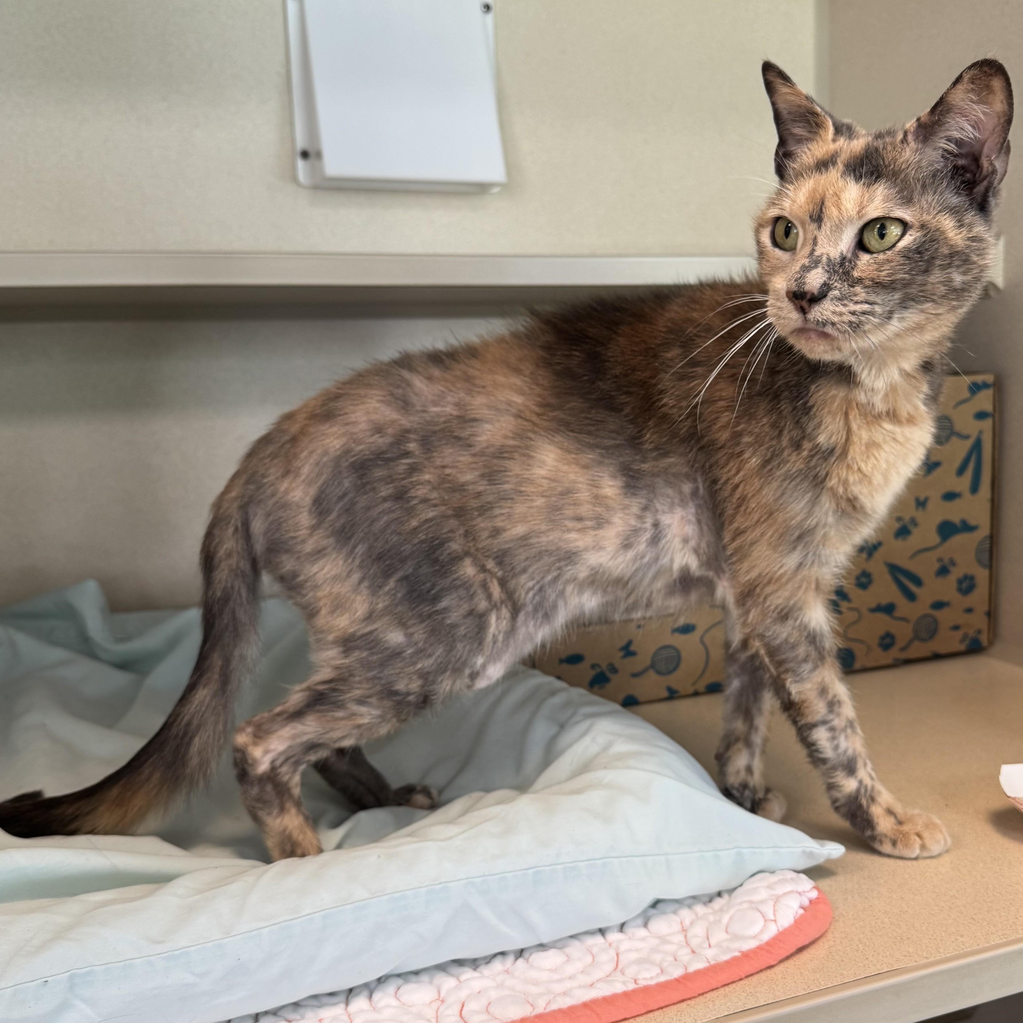 Enlarge Callista, a Adopted Domestic Short Hair in Eatontown, NJ image 3/6