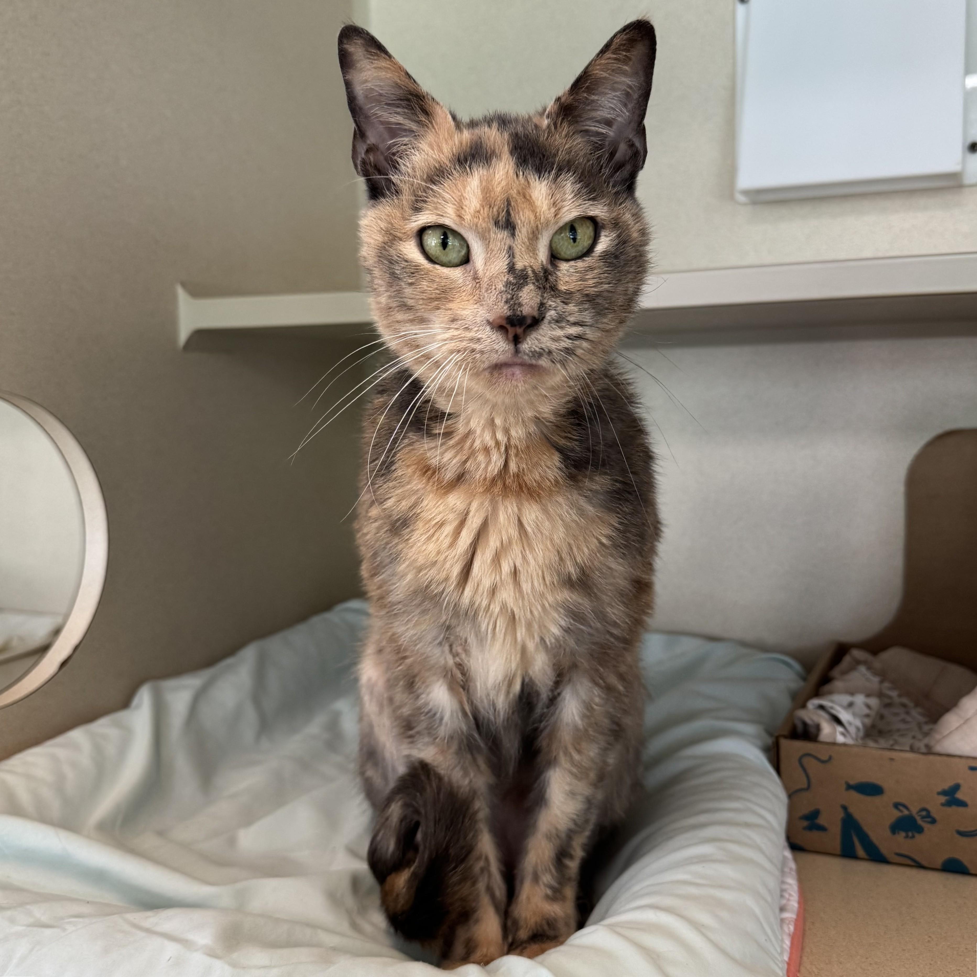 Callista, Adopted, Adult Female Domestic Short Hair.