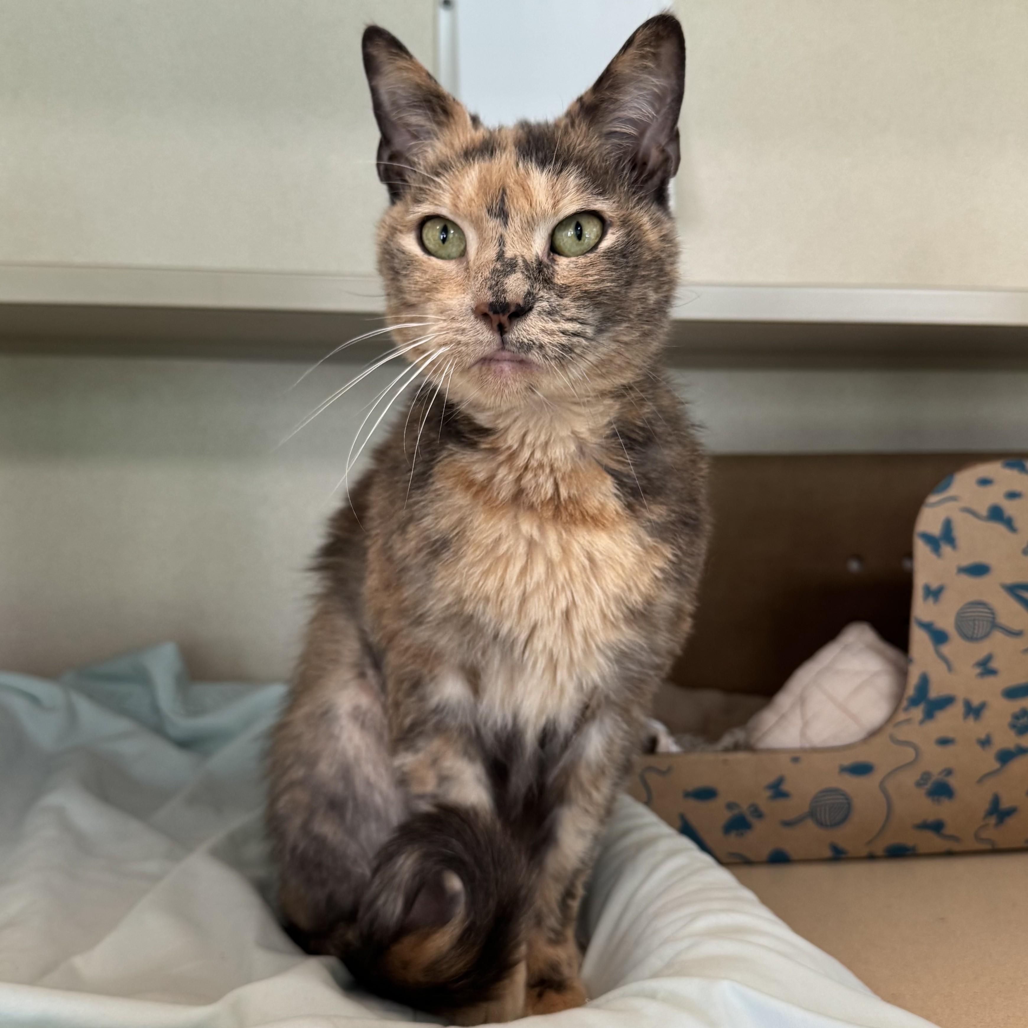 Enlarge Callista, a Adopted Domestic Short Hair in Eatontown, NJ image 4/6