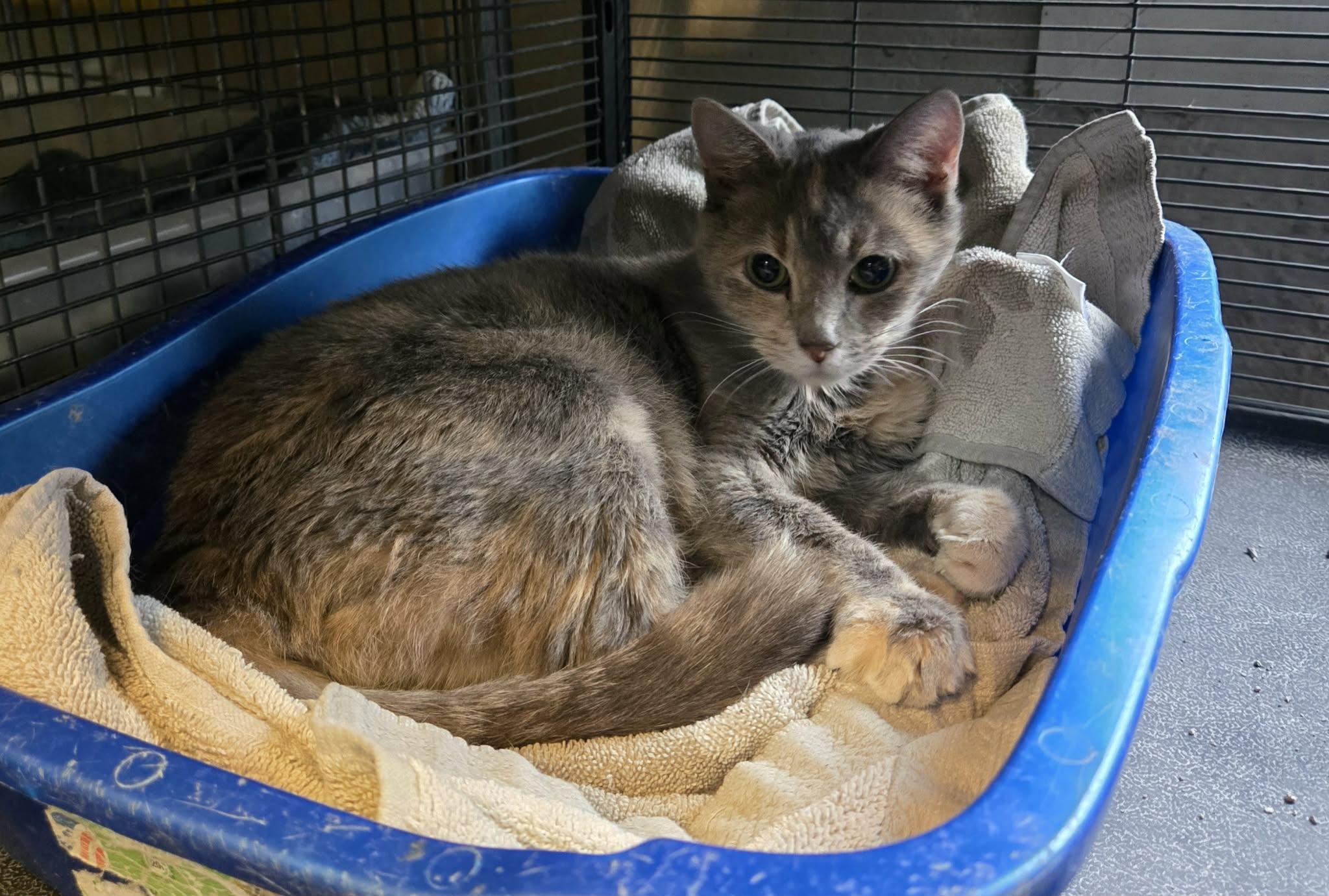 Meowkie, an adoptable mixed breed in Freeport, IL image 1/2