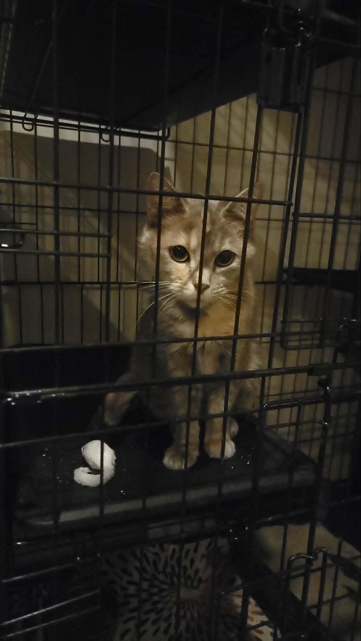Meowkie, an adoptable mixed breed in Freeport, IL image 2/2
