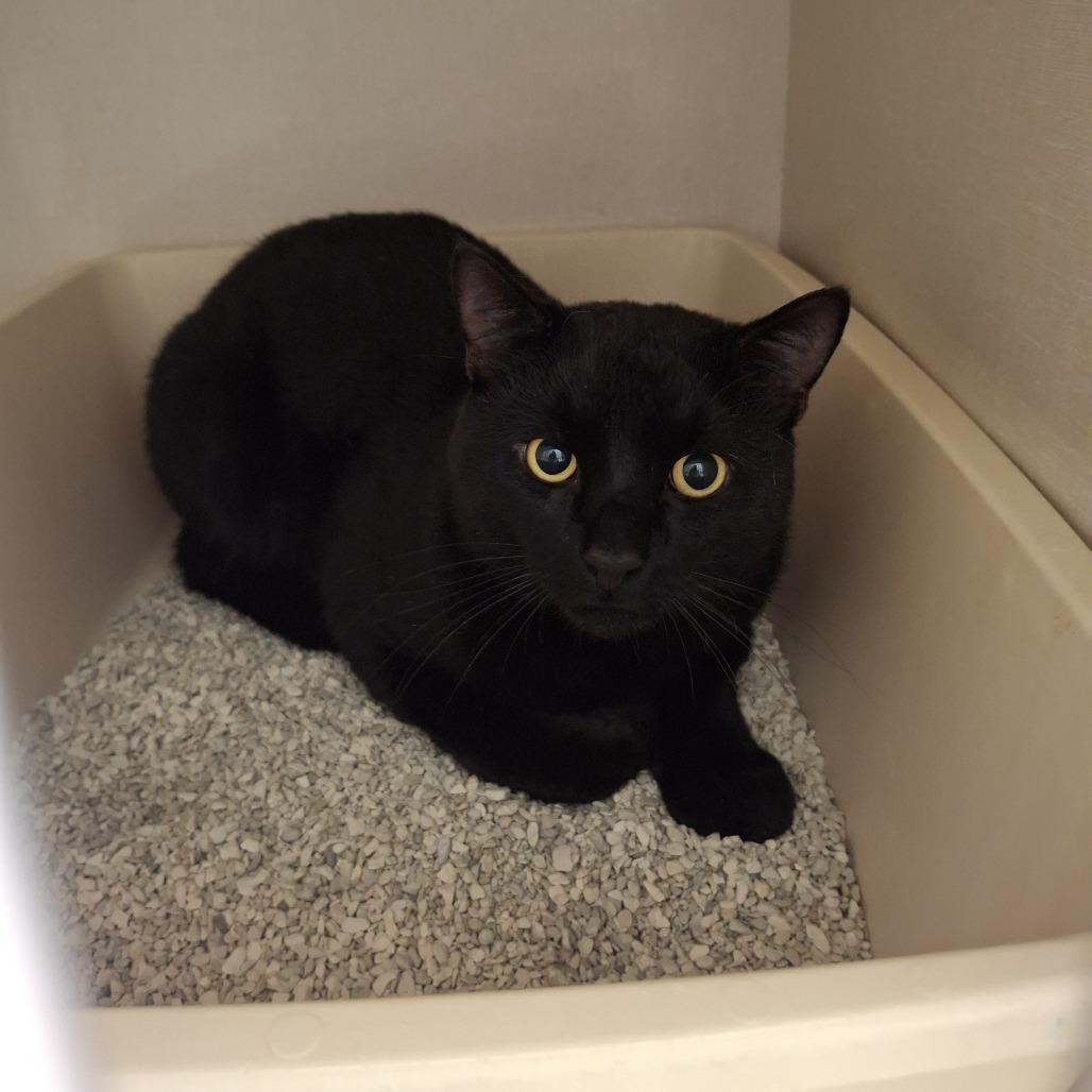 Liam, Adoptable, Adult Male Domestic Short Hair.